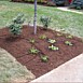 Flowerbed & Shrub Maintenance